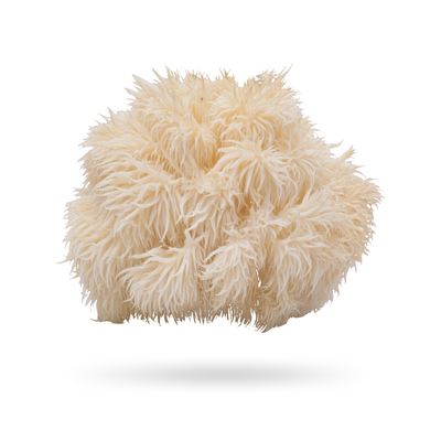 Lion's Mane