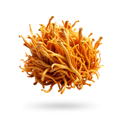Cordyceps