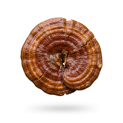 Reishi