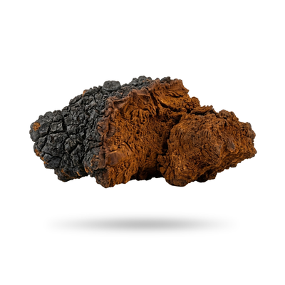 Chaga
