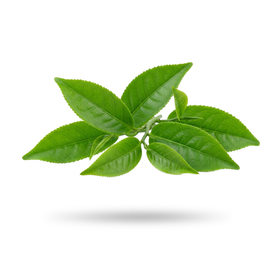 L-Theanine